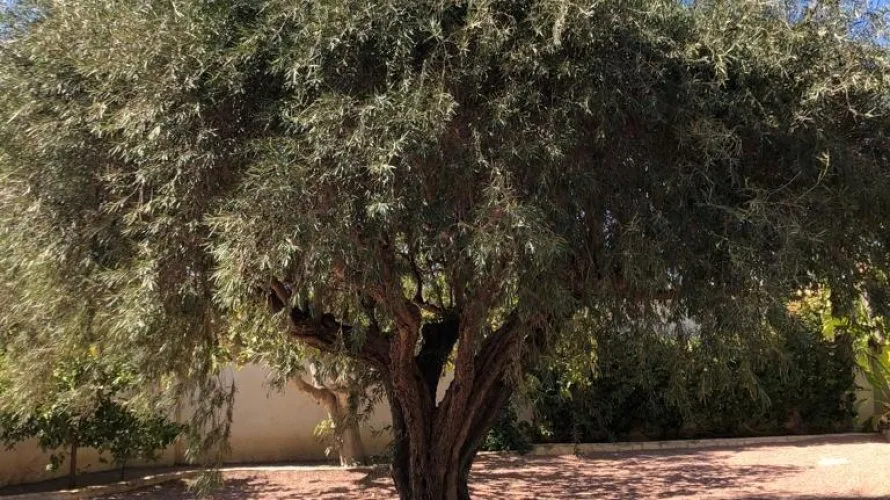 Villa de 236m² à Rojales, Espagne No. 2493 № 6