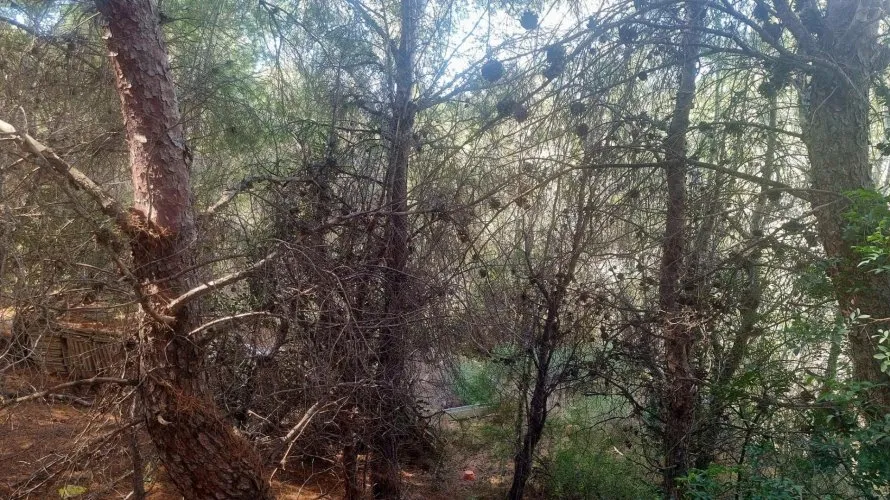 Land plot for sale, Galera de las Palmeras, Spain No. 2046 № 12