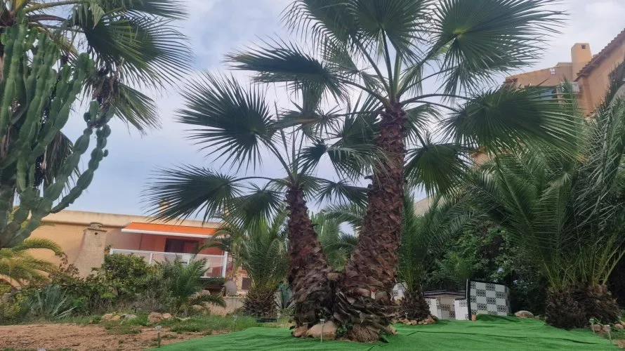 Bungalow for sale, La Mata, Spain No. 2199 № 19