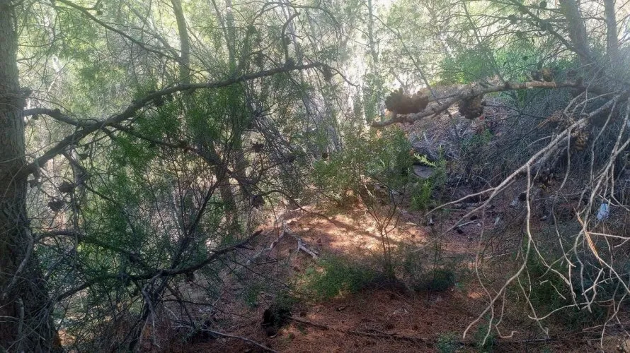 Land plot for sale, Galera de las Palmeras, Spain No. 2046 № 8