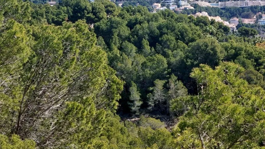 Land plot for sale, Galera de las Palmeras, Spain No. 2046 № 14